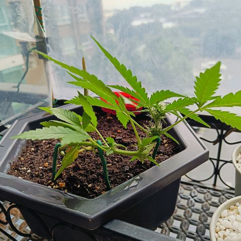 Mexican Airlines Auto Fast Buds growlog timeline photo