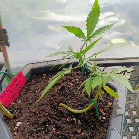 Mexican Airlines Auto Fast Buds growlog timeline photo