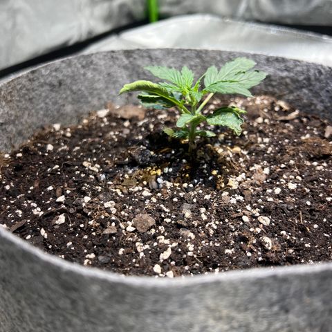 Girl Scout cookies  growlog timeline photo