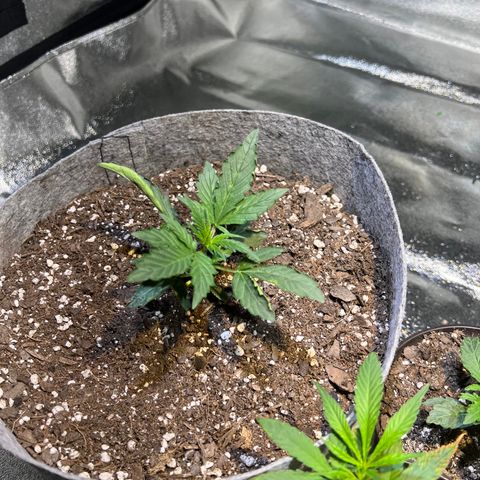 Girl Scout cookies  growlog timeline photo