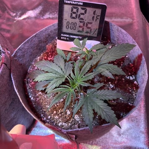 Girl Scout cookies  growlog timeline photo