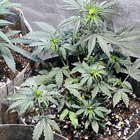 Girl Scout cookies  growlog timeline photo