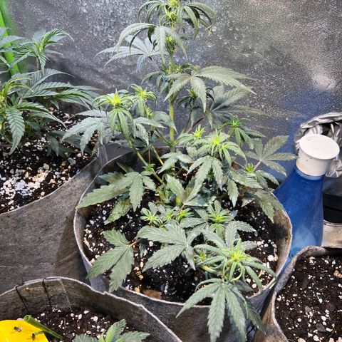 Girl Scout cookies  growlog timeline photo