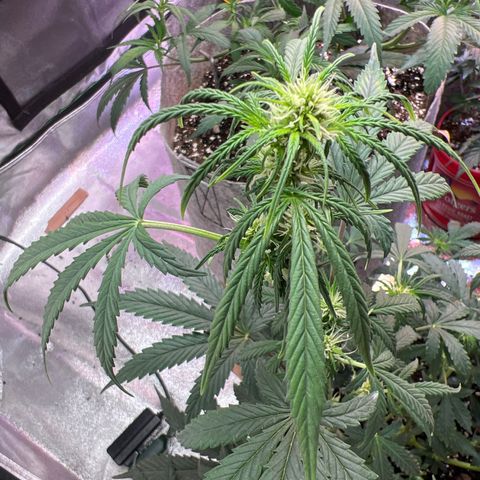 Girl Scout cookies  growlog timeline photo