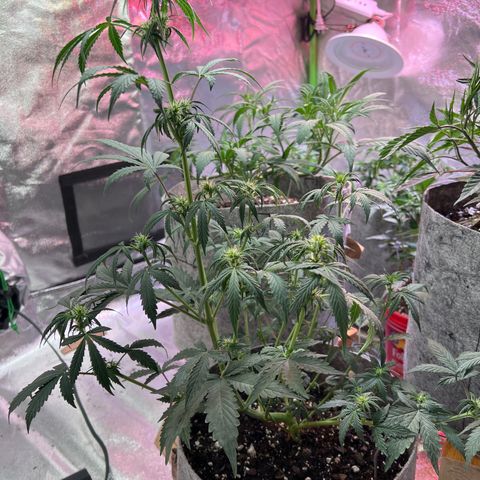 Girl Scout cookies  growlog timeline photo