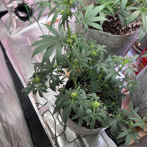 Girl Scout cookies  growlog timeline photo