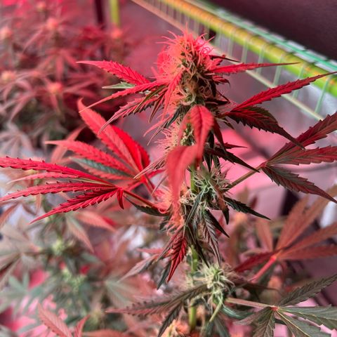 Girl Scout cookies  growlog timeline photo
