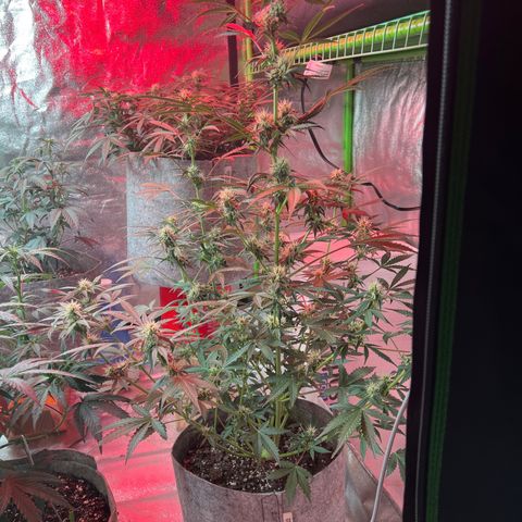 Girl Scout cookies  growlog timeline photo