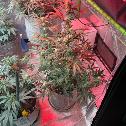 Girl Scout cookies  growlog timeline photo