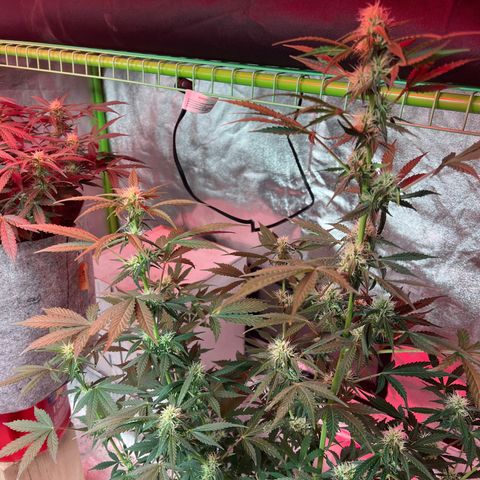 Girl Scout cookies  growlog timeline photo