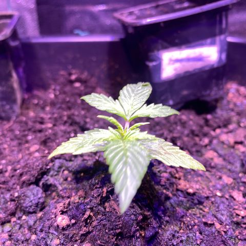 Sherbet Queen Automatic growlog timeline photo
