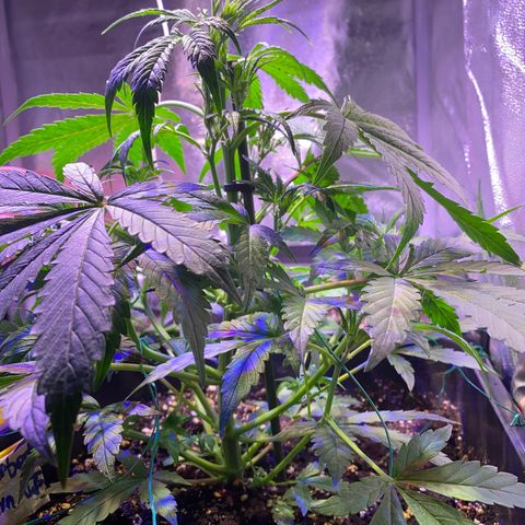 Sherbet Queen Automatic growlog photo: Début de Flo 
