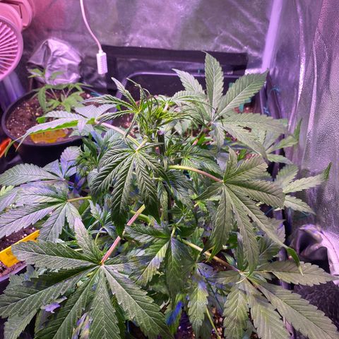 Sherbet Queen Automatic growlog timeline photo
