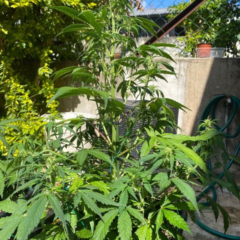 Sherbet Queen Automatic growlog timeline photo