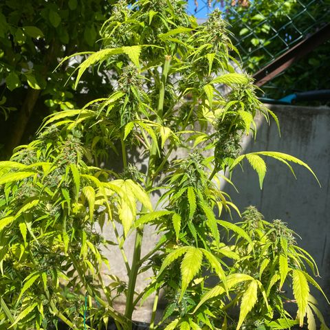 Sherbet Queen Automatic growlog timeline photo