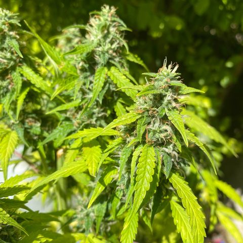 Sherbet Queen Automatic growlog timeline photo