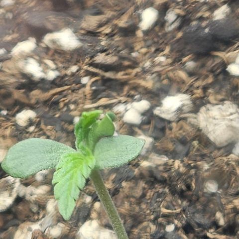 Autowreck growlog timeline photo