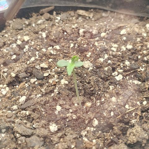 Autowreck growlog timeline photo