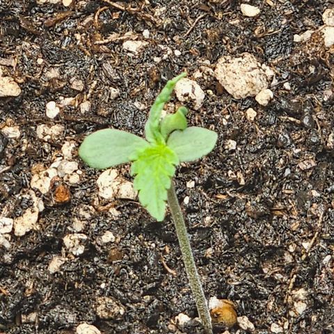 Autowreck growlog timeline photo