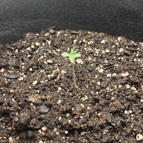 Autowreck growlog timeline photo