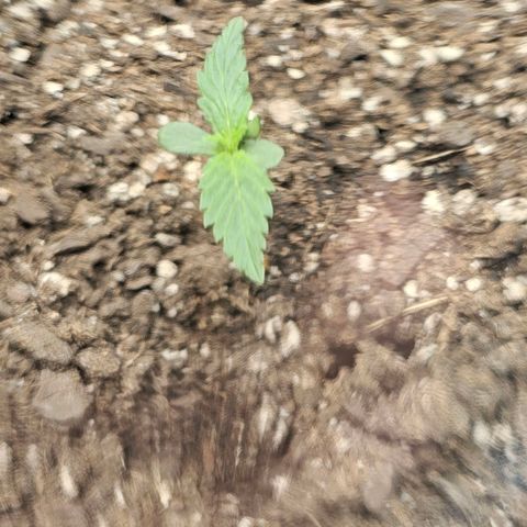 Autowreck growlog timeline photo