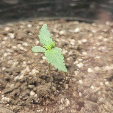 Autowreck growlog timeline photo