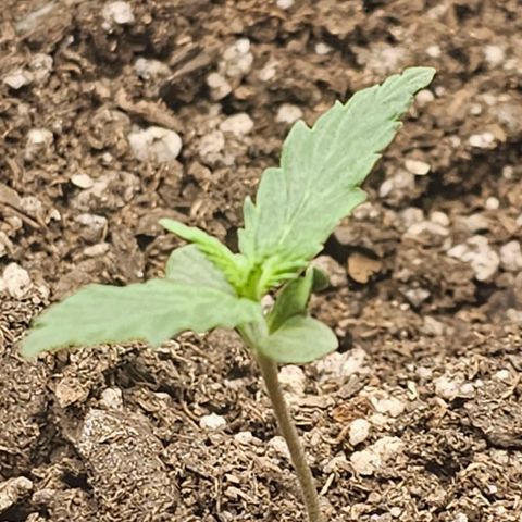 Autowreck growlog timeline photo