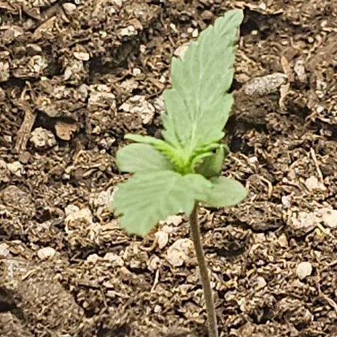 Autowreck growlog timeline photo