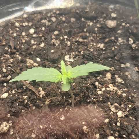 Autowreck growlog timeline photo