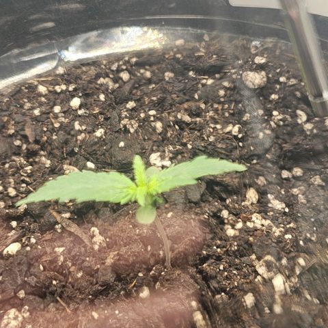 Autowreck growlog timeline photo