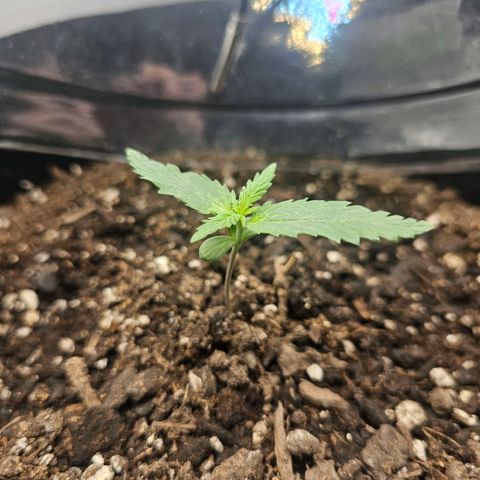 Autowreck growlog timeline photo