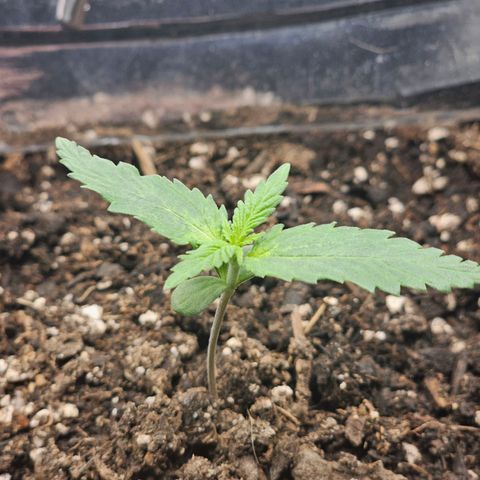 Autowreck growlog timeline photo