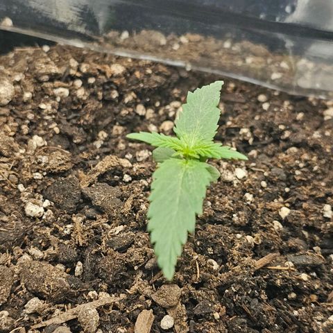 Autowreck growlog timeline photo