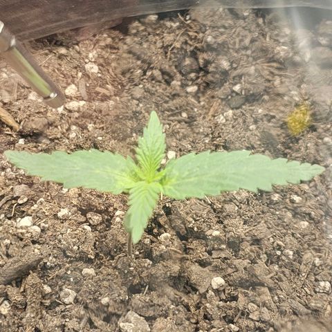 Autowreck growlog timeline photo