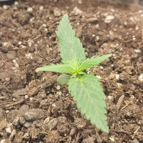 Autowreck growlog timeline photo