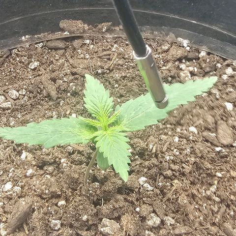 Autowreck growlog timeline photo