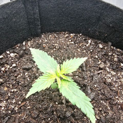Autowreck growlog timeline photo