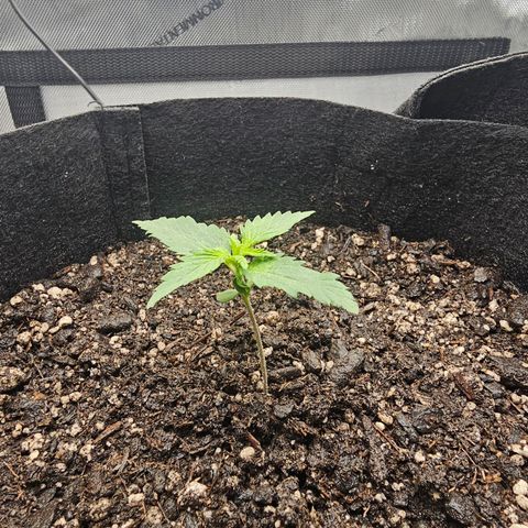 Autowreck growlog timeline photo