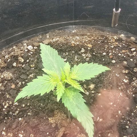 Autowreck growlog timeline photo