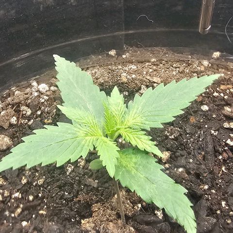Autowreck growlog timeline photo