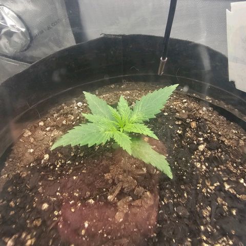 Autowreck growlog timeline photo