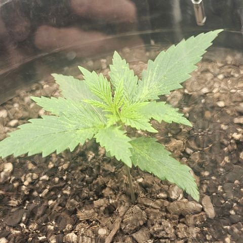 Autowreck growlog timeline photo