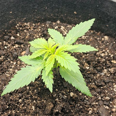 Autowreck growlog timeline photo