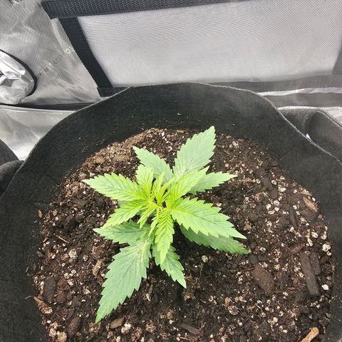 Autowreck growlog timeline photo