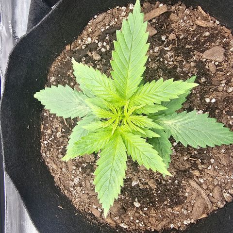Autowreck growlog timeline photo