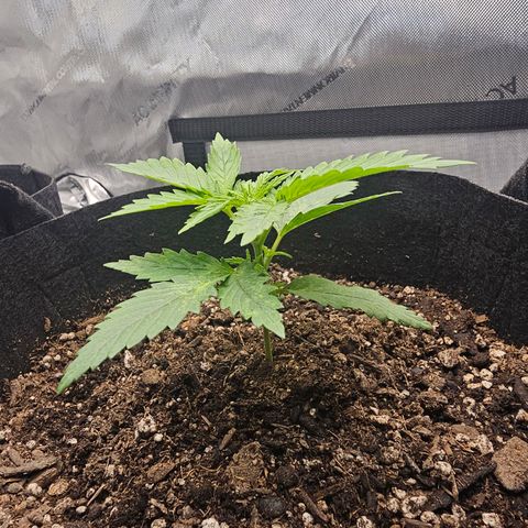 Autowreck growlog timeline photo