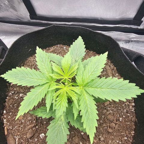 Autowreck growlog photo: Topped and LST before and after.