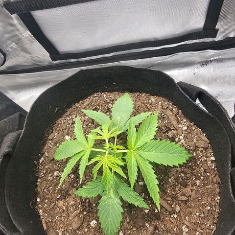 Autowreck growlog photo: Topped and LST before and after.