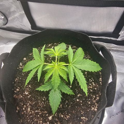 Autowreck growlog timeline photo