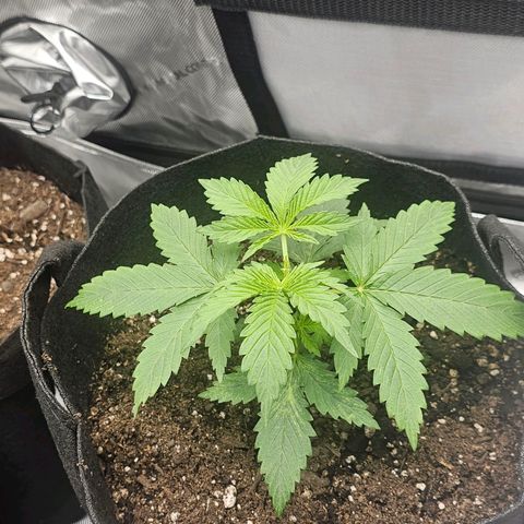 Autowreck growlog timeline photo